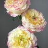 Stylist Rose丨Flower Gardens
