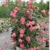 Summer Fireworks Rose for sale丨Flower Gardens