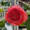 Summer Fireworks Roses丨Flower Gardens