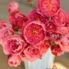 Summer Fireworks Rose丨Flower Gardens