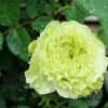Super Green Rose丨Flower Gardens