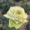Super Green Rose for sale丨Flower Gardens