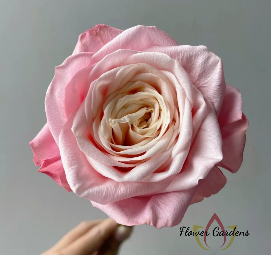 Supless Rose丨Flower Gardens