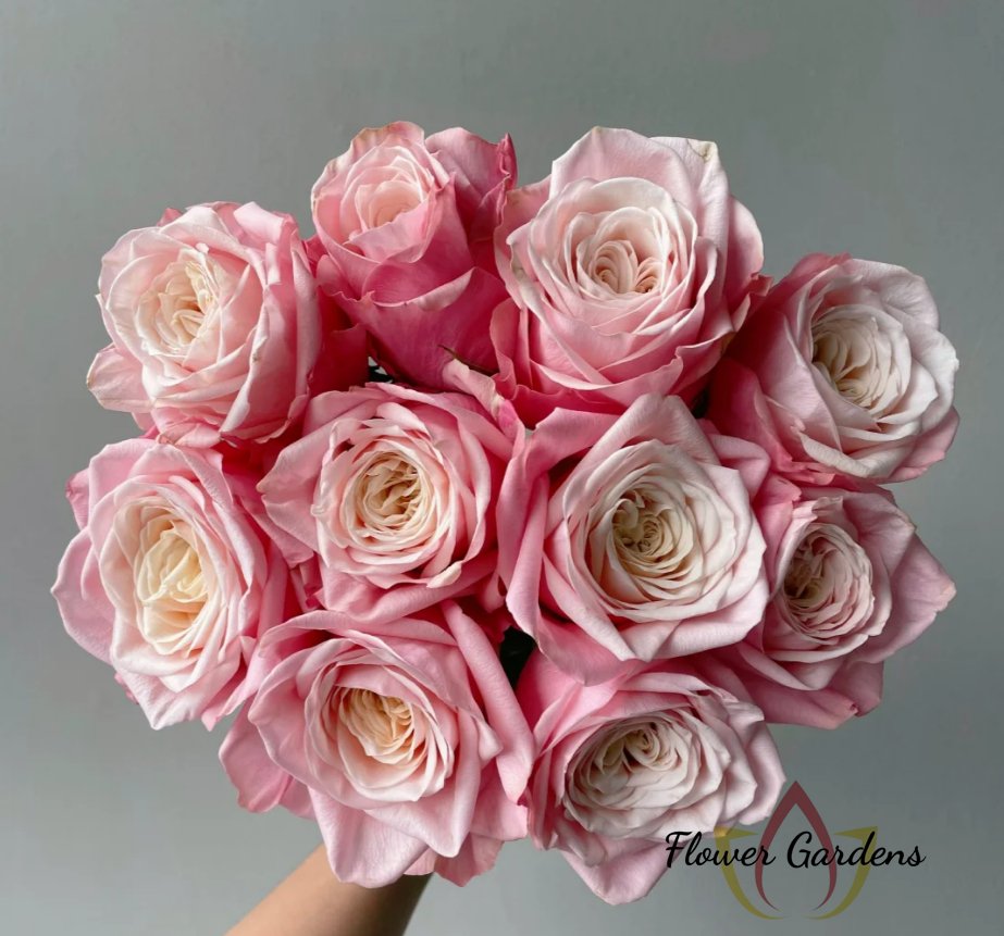 Supless Rose丨Flower Gardens