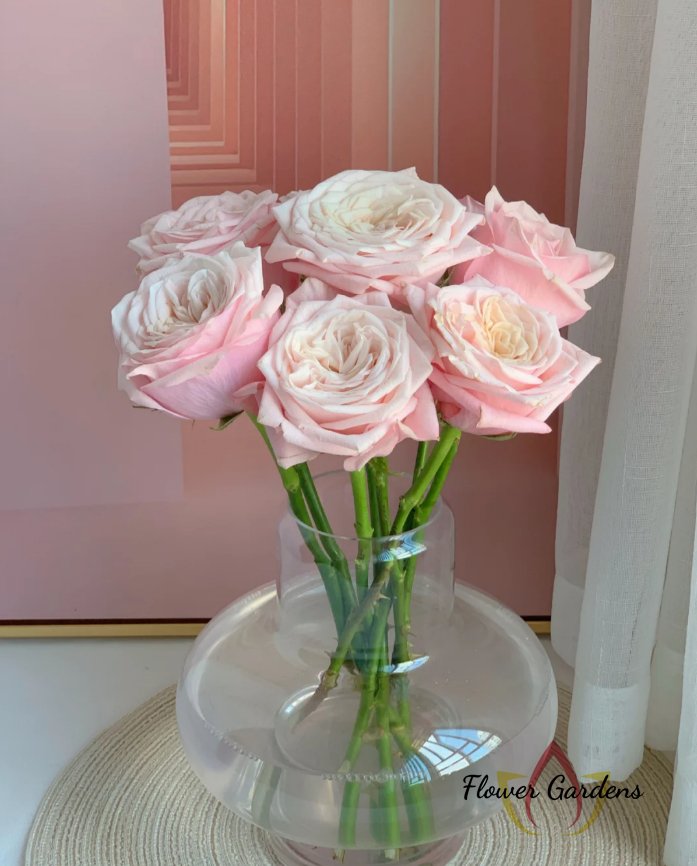 Supless Rose for sale丨Flower Gardens