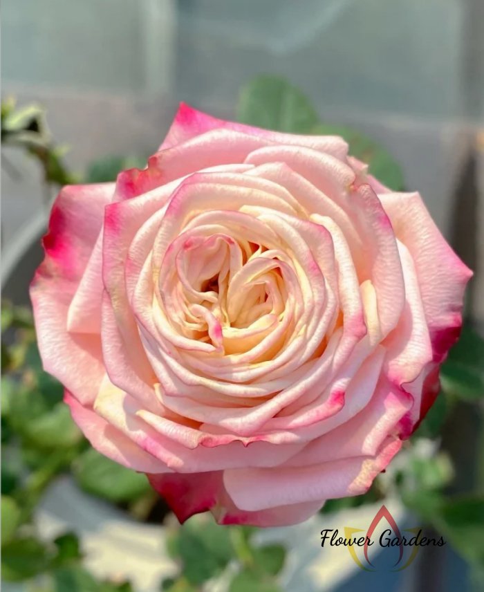 Supless Rose plant丨Flower Gardens