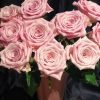 Sweet Menta Rose for sale丨Flower Gardens
