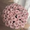 Sweet Menta Rose Plant丨Flower Gardens