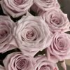 Sweet Menta Rose丨Flower Gardens