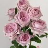 The Pride Rose丨Flower Gardens