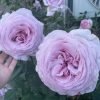 The Pride Rose丨Flower Gardens