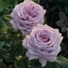 The Pride Rose plant丨Flower Gardens