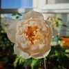 Totoro Rose plant丨Flower Gardens