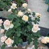 Totoro Rose for sale丨Flower Gardens