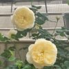 Totoro Rose plant丨Flower Gardens