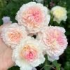 Träumerei Rose丨Flower Gardens