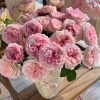Träumerei Rose for sale丨Flower Gardens