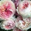Träumerei Rose plant丨Flower Gardens