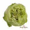 Wasabi Rose palnt丨Flower Gardens