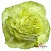 Wasabi Rose丨Flower Gardens