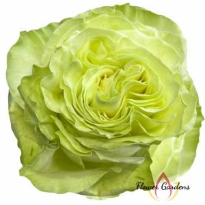 Wasabi Rose丨Flower Gardens