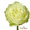 Wasabi Rose for sale丨Flower Gardens