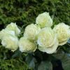 Wasabi Rose plant丨Flower Gardens