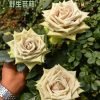Wild Moss Rose for sale丨Flower Gardens