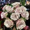 Wild Moss Rose丨Flower Gardens