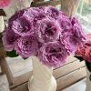 Windy Nigh Rose丨Flower Gardens