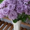 Windy Nigh Rose for sale丨Flower Gardens