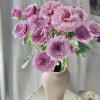 Windy Nigh Rose plant丨Flower Gardens