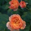 Xing Zi Fei Rose plant丨Flower Gardens