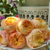 Xing Zi Fei Rose丨Flower Gardens