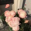 La Chance d'Amour Rose plant丨Flower Gardens