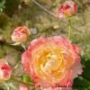 La Chance d'Amour Rose丨Flower Gardens