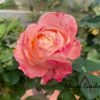 La Chance d'Amour Roses丨Flower Gardens