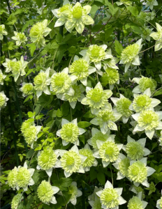 Clematis Alba Plena丨Flower Gardens