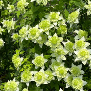 Clematis Alba Plena丨Flower Gardens