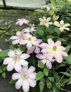 Clematis C. Natsuakane丨Flower Gardens