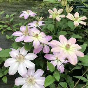 Clematis C. Natsuakane丨Flower Gardens