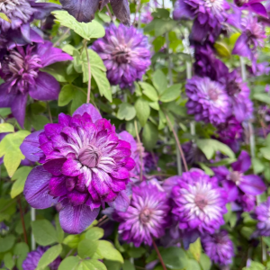 Clematis Cassis丨Flower Gardens