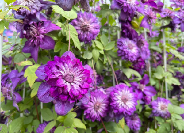 Clematis Cassis丨Flower Gardens