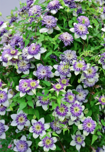 Clematis Viennetta丨Flower Gardens