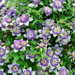 Clematis Viennetta丨Flower Gardens