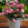 Fire Light Panicle Hydrangea丨Flower Gardens