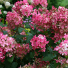 Fire Light Panicle Hydrangea plant丨Flower Gardens