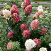 Fire Light Panicle Hydrangea for sale丨Flower Gardens