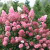 Fire Light Panicle Hydrangea丨Flower Gardens