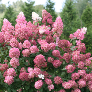 Fire Light Panicle Hydrangea丨Flower Gardens